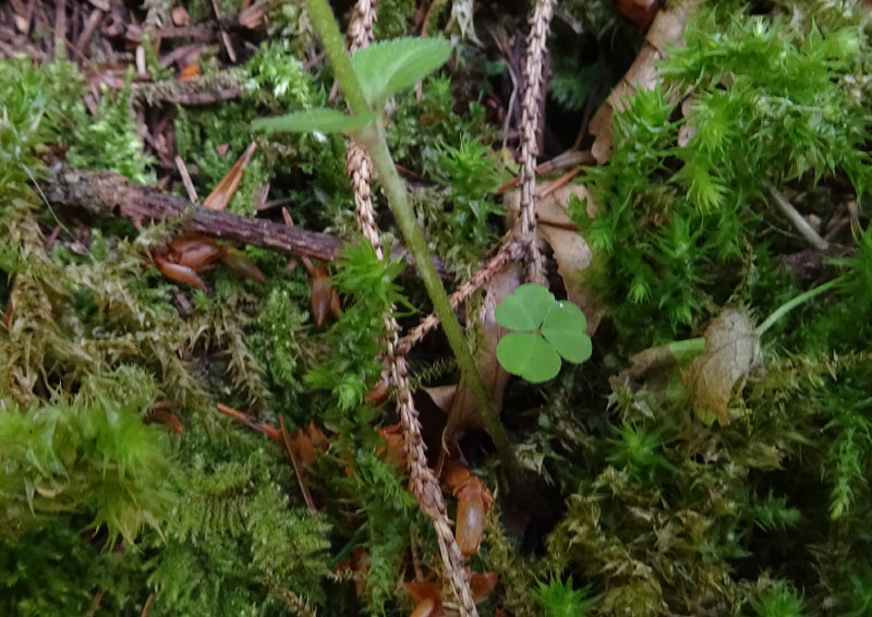 Veronica urticifolia - Plantaginaceae